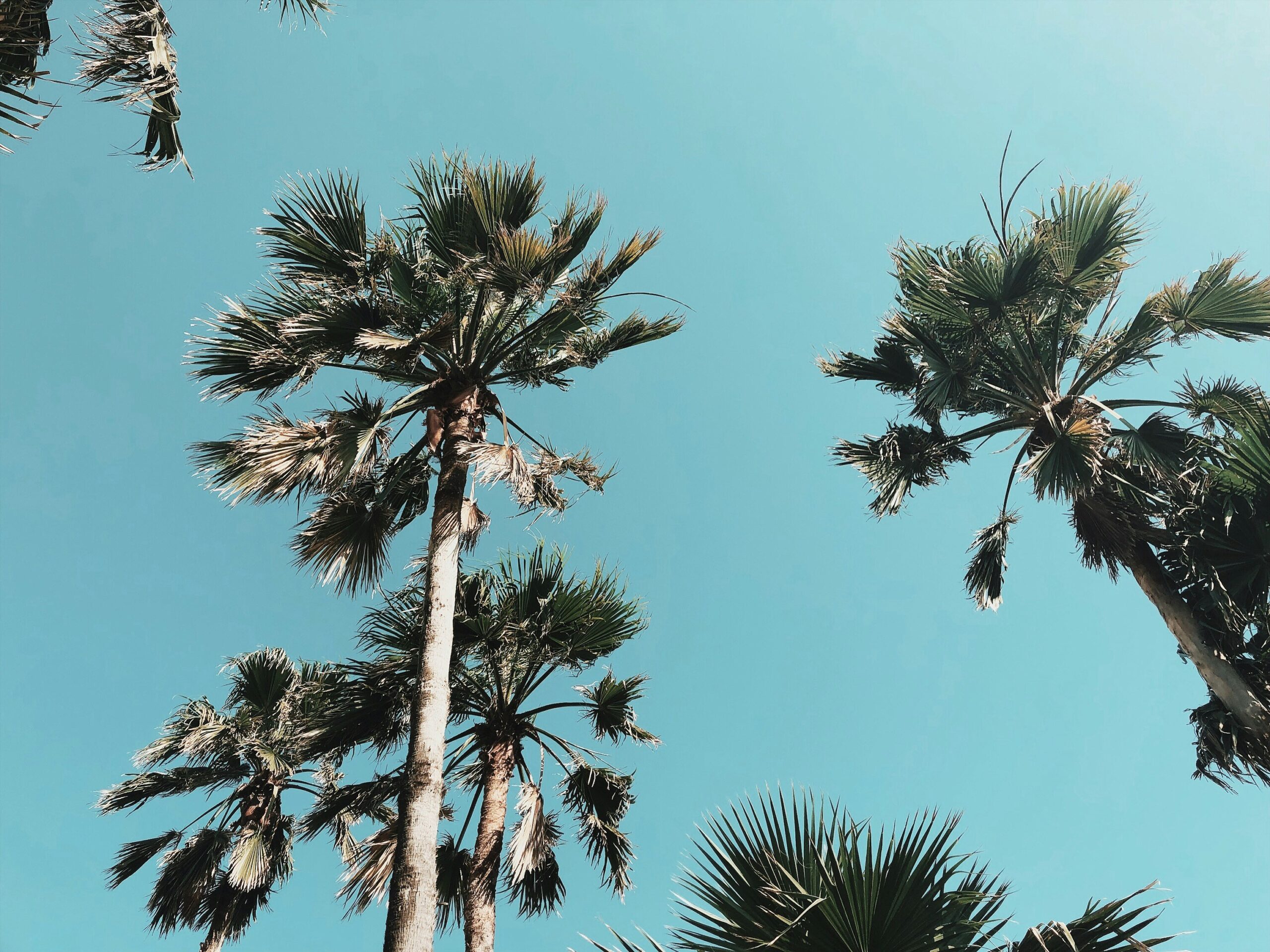 beachfront condo rentals